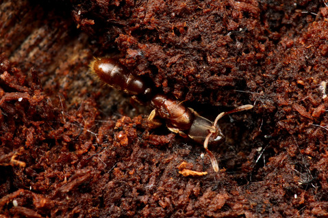 トゲズネハリアリ