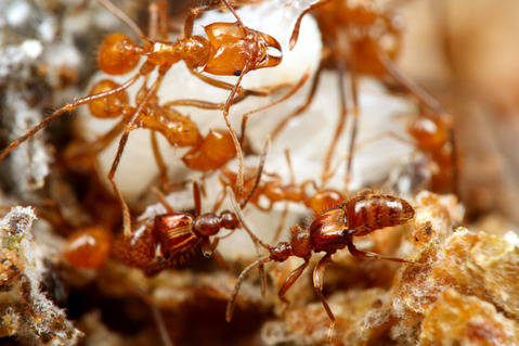 �ϥ��ꥢ����㡡����ť��ॷ