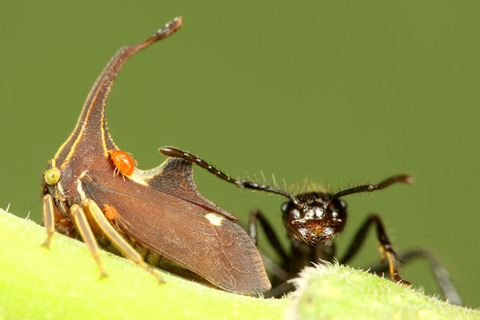 ¥·¥í¥ª¥Ó¥Ï¥¿¥¶¥ª¥Ä¥Î¥¼¥ßPyrgauchenia pendleburyi