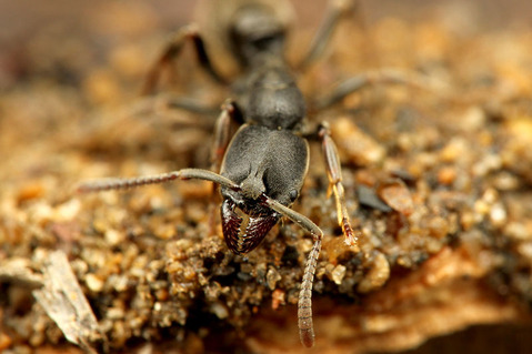 �ĥ��ޥϥꥢ��