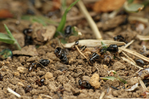 クロナガアリ Messor aciculatus