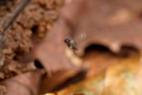 ナマクビノミバエ