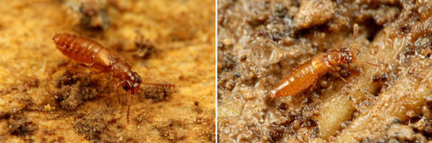 ¥Ï¥Í¥«¥¯¥·