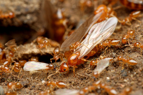 ���������ꥢ������η뺧����