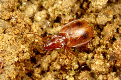 ���������ꥴ�ߥॷ