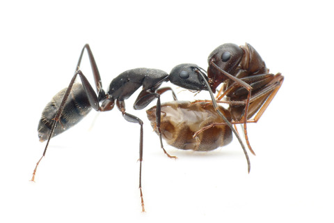 クロオオアリの引っ越し