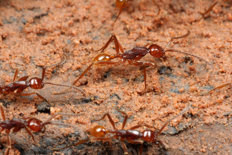 �ҥᥰ�󥿥�����Neivamyrmex