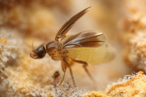 ¥Õ¥Ã¥¯¥é¥Î¥ß¥Ð¥¨ Laosphora sp.