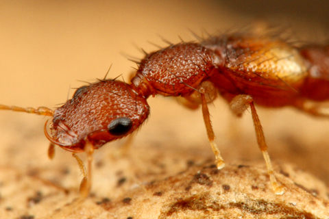 �����ʥ����������Υϥͥ�����