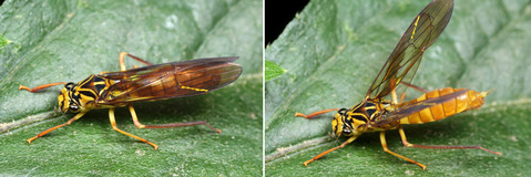 �����ʥ��Х��˵��֤���襳�Х�