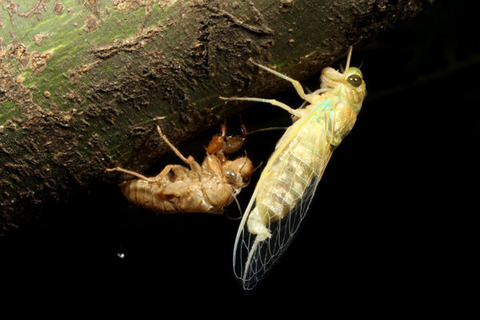 ツクツクボウシ