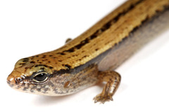 �إꥰ���ҥ�ȥ���