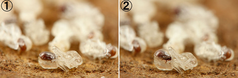 ¥¤¥È¥À¥ËæÈé