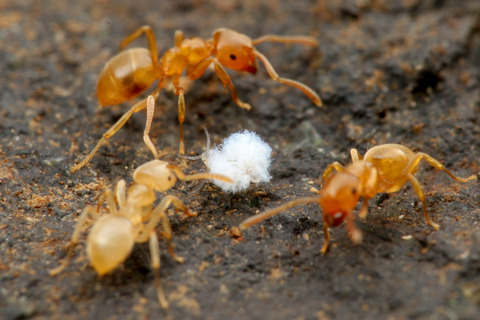 アリの巣で暮らすアブラムシやカイガラムシ