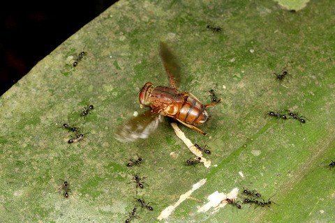 ヒメサスライアリを狙うベンガルバエ