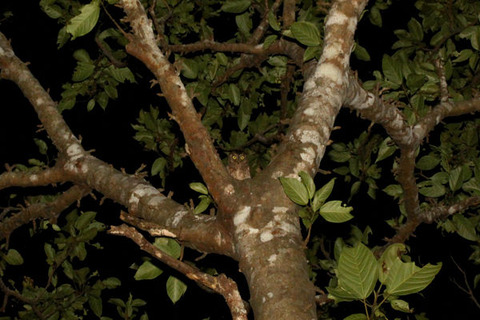 リュウキュウコノハズク