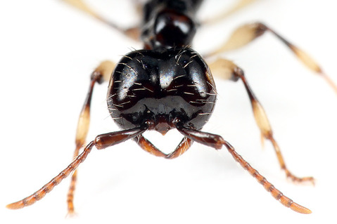 ツヤヒメサスライアリAenictus laeviceps