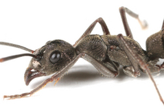 �ȥ������ϥꥢ��ν���