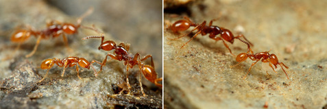 チャイロヒメサスライアリ