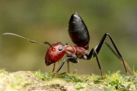 �Х����󥪥�����