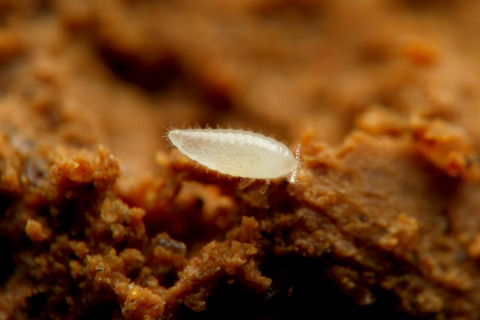 ヨツバアリ Ishigakicoccus shimadai