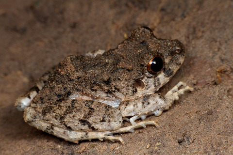 �ڥ롼�Υ�����