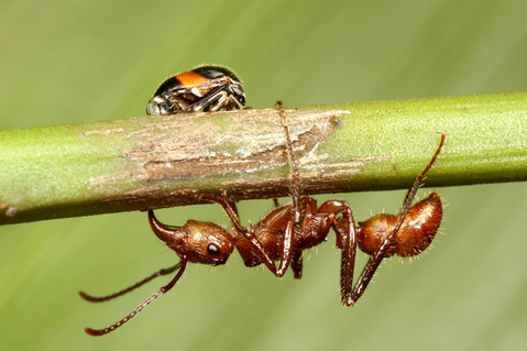 �ǥ���ϥꥢ��Ectatomma