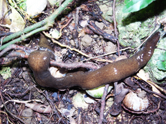 ���������ӥ�