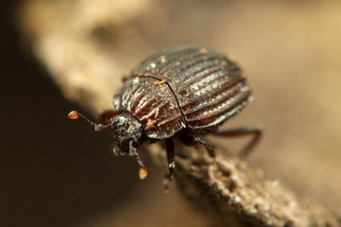 ���ʥΥ���������ޥॷ