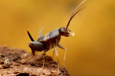 �������ӥ���ť���������