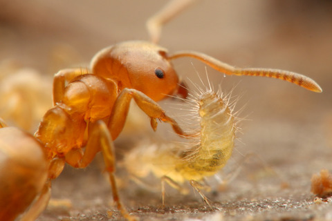 アリヅカムシの幼虫