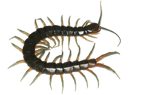 ���Х륪���५��