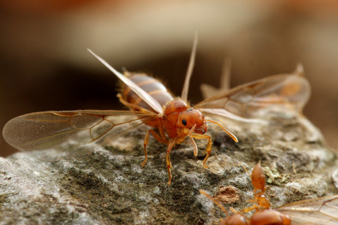 ���������ꥢ������η뺧����