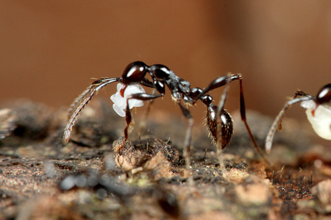 ツヤヒメサスライアリ