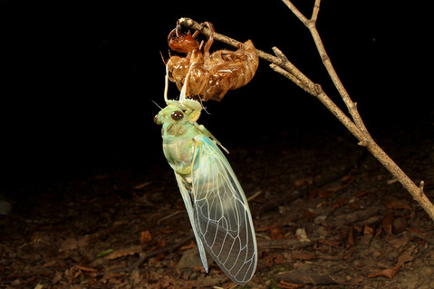 セミの羽化
