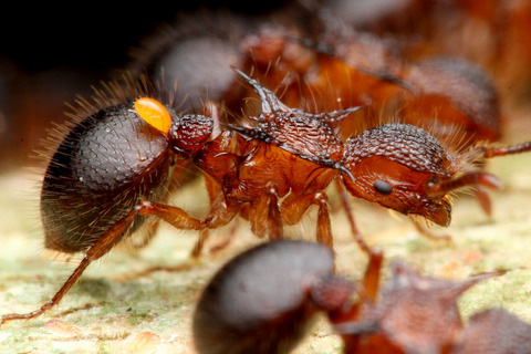 ヨロイアリとカスミカメ