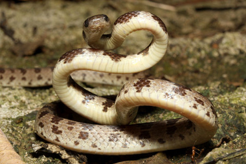 サキシマバイカダ