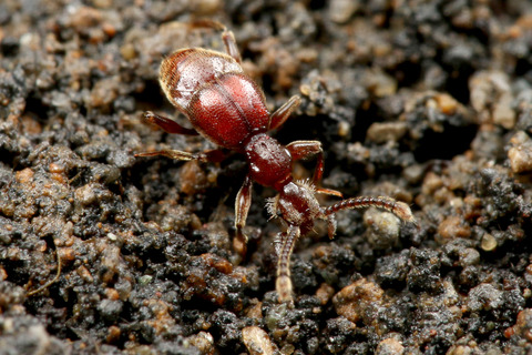 トゲアリヅカムシの一種