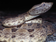 �������ޥϥ�