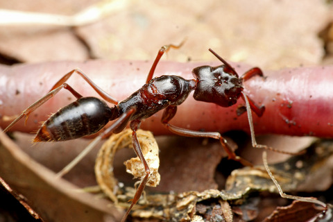 アギトアリ Odontomachus monticola