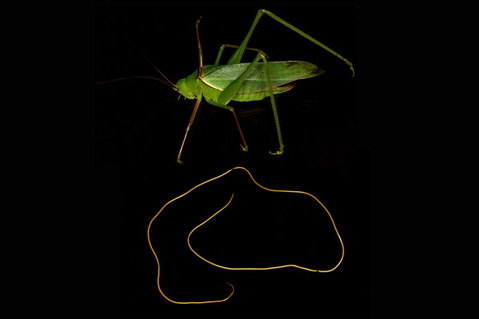 バッタの寄生虫たち : ありんこ日記 AntRoom