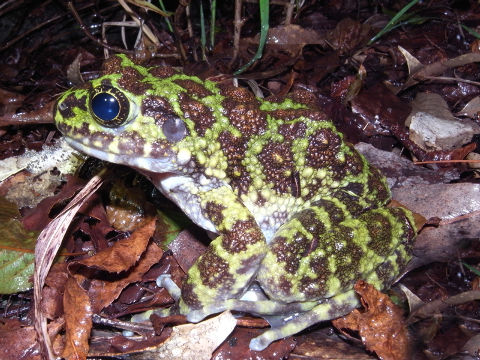 ¥¤¥·¥«¥ï¥¬¥¨¥ë