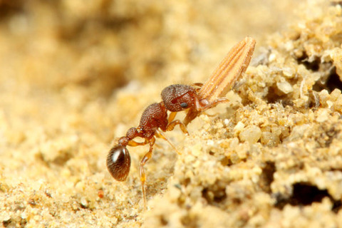 �����ꥲ���異��