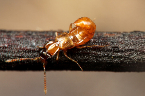 ヒメサスライアリ Aenictus aratus