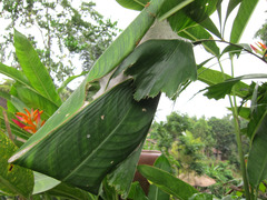 ¥Ä¥à¥®¥¢¥ê¤ÎÁã