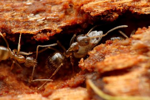 キノカワハゴロモ