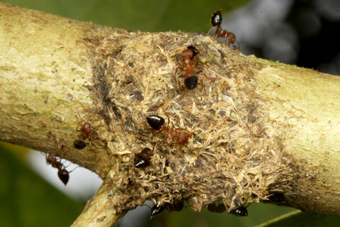 ¥·¥ê¥¢¥²¥¢¥ê¡¡¥Þ¥ì¡¼¥·¥¢