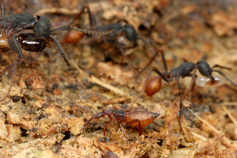 バーチェルグンタイアリEciton burchellii