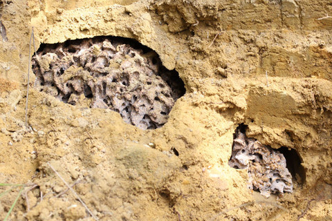 ������󥷥�����ζݱ�