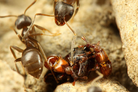 ヒゲブトアリヅカムシ